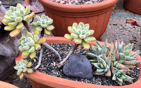 Terracotta W/ Plant