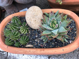 Terracotta W/ Plant